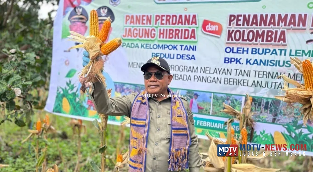 Dari Ladang Paubokol, Harapan Itu Tumbuh: Kelompok Tani Peduli Paubokol Panen Jagung Bersama Bupati Lembata