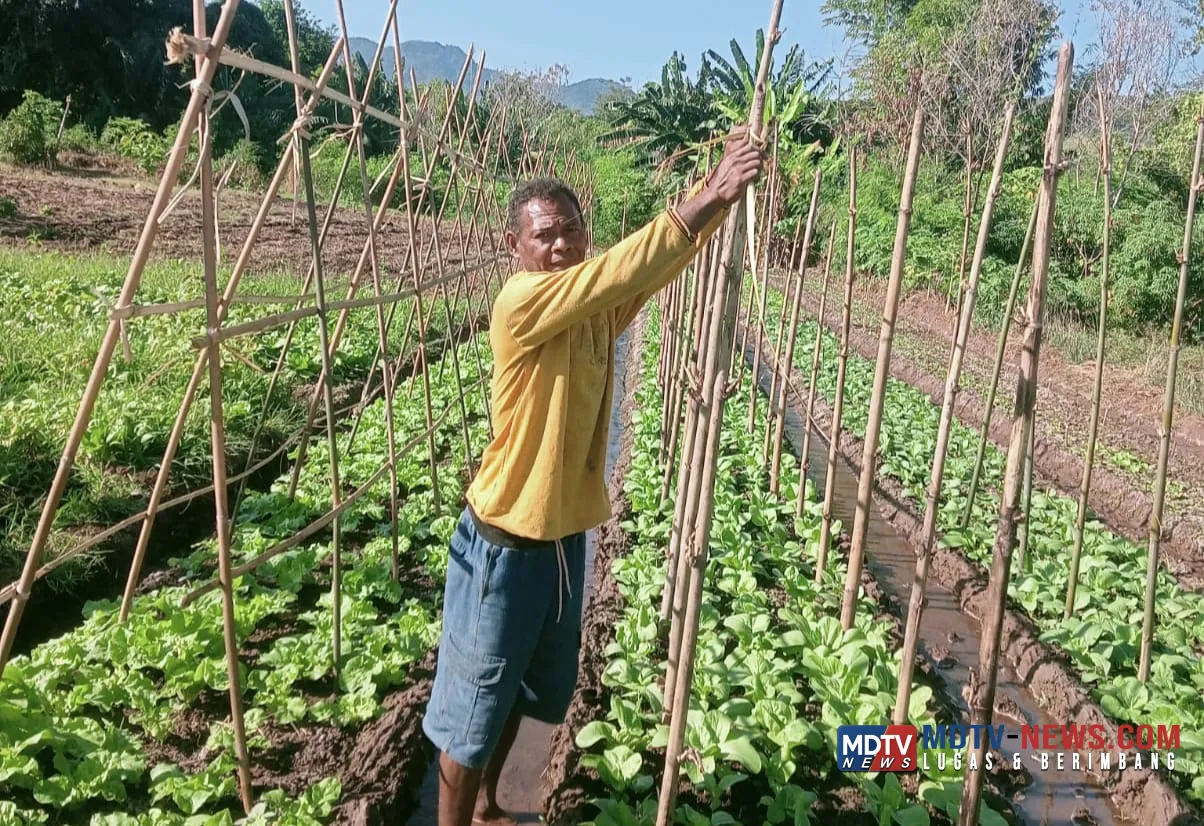 Yohanes Bentu Terapkan Ilmu GAP, Tanaman Hortikultura Tumbuh Lebih Cepat